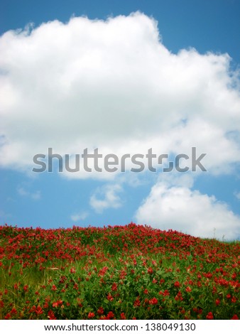 Red flowers dot a meadow under a bright blue summer sky