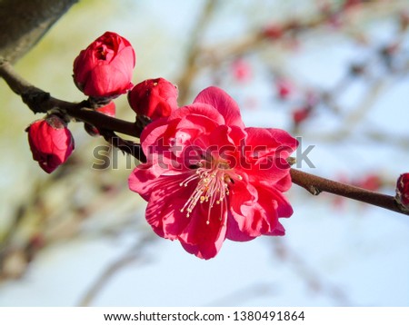 One cherry blossom HD photo