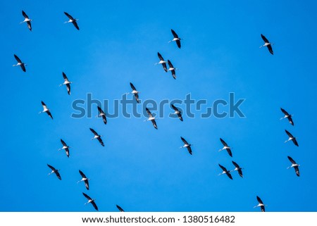 crane formation in blue sky - migrating birds