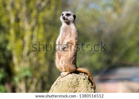 alert meerkat standing on a rock