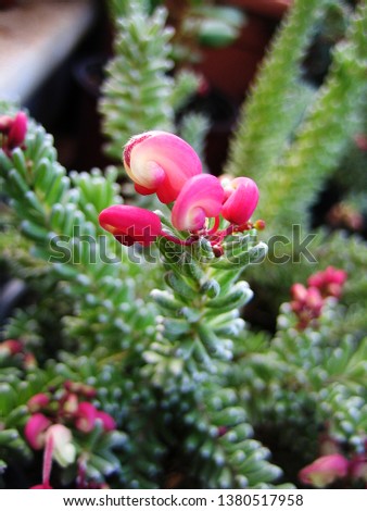 Grevillea robusta evergreen flower macro background wallpaper fine art prints products.