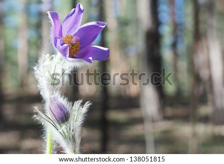 Violet pasque-flower in spring forest