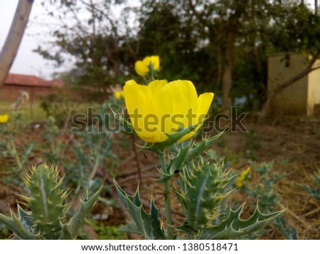 this is a picture of a yellow flower of a thorny bush found very common in india