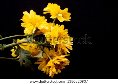 Yellow chrysanthemum on black background, bud isolated