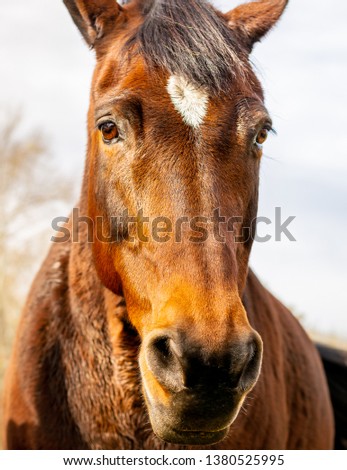 A brown horse outside at a farm