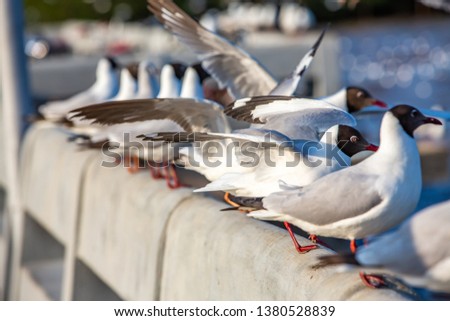 Seagulls flying and standing at Sukta Bridge, Bangpu, Samut Prakan, Province, Thailand, Larus brunnicephalus, Close up shot, Select focus, Birds photography travel