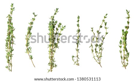 A few sprigs of fragrant thyme isolated on white. Royalty-Free Stock Photo #1380531113