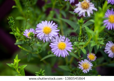 Daisy flowers with yellow center and white petals in vegetation background.