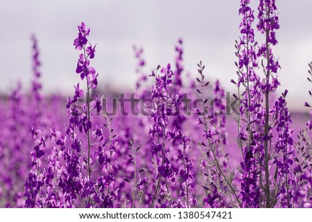Consolida ajacis purple flowers  Royalty-Free Stock Photo #1380547421