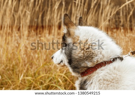 Portrait of white and gray dog looking to back on dry grass background