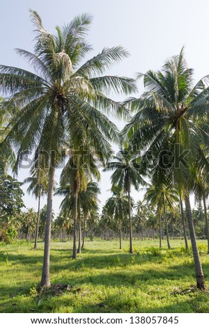 Coconut plantation on the Samui Island in Thailand