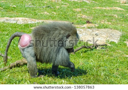 Papion, a kind of primate