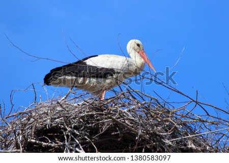 Ecology, environment - white stork stands in a nest against the blue sky, close up side view