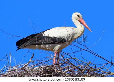 Bird in nature habitat - white stork close up stands in a nest against the blue sky, close up side view