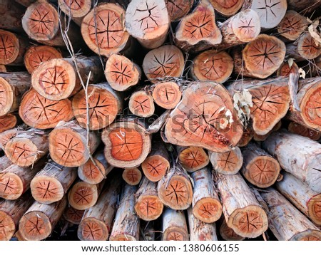 Eucalyptus tree, Pile of wood logs, Stack of tree trunks of Eucalyptus ready for industry, that will be use in paper manufacture.
