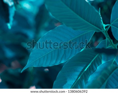 avocado leaf green