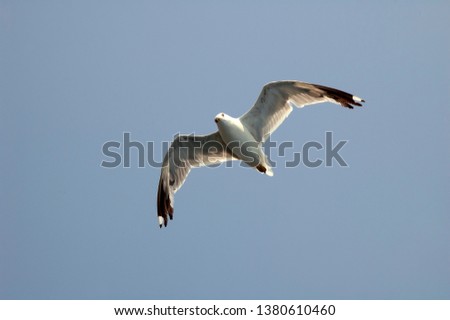 Gull flying overhead 