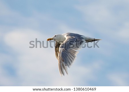 Gull flying overhead 