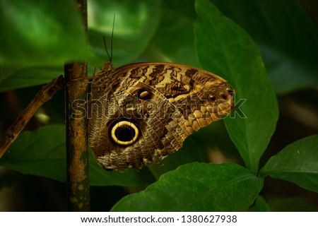 The Brazilian Little Owl Butterfly (Caligo eurilochus brasiliensis).