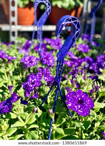 Purple Petunia Flowers in Planters for Gardening in Springtime Outside in Sun
