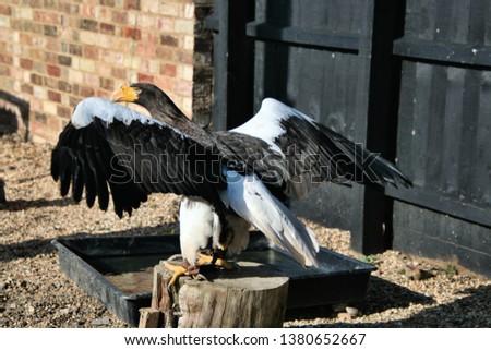 A picture of a Stellar Eagle spreading its wings sitting on a post