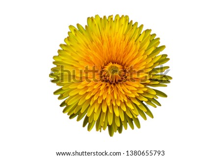 Yellow dandelion flower isolated on white background