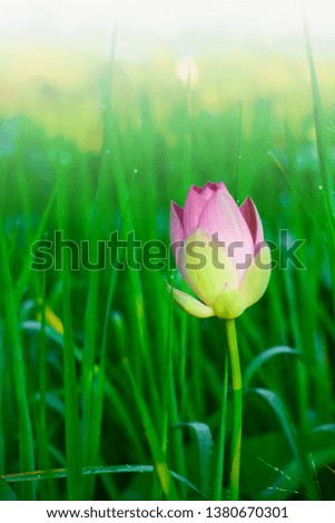 Pink lotus and morning sunshine

