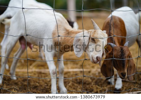 
Cute little goat 7