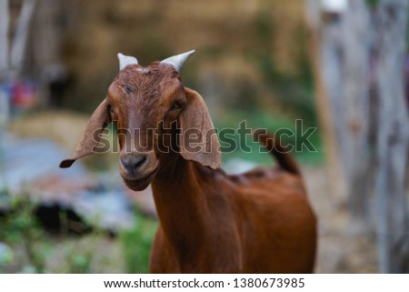 
Cute little goat 5