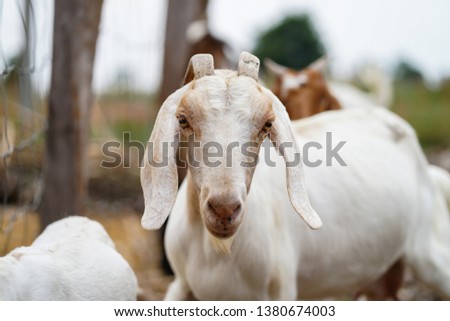 
Cute little goat 1