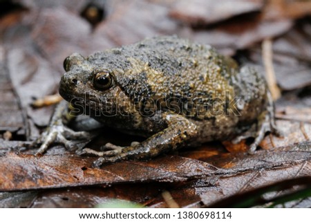 Banded bullfrog or Asian narrowmouth toads It also know chubby or bubble frog This frog is native to Southeast Asia, and usually lives on the forest floor and in rice fields. Central Java, Indonesia.