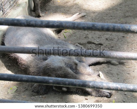 Black big Babi kutil or javan jawa warthy pig or sus verrucosus. Endemic tropical fauna from java. Animal with horn laying down. Fauna endemic java island 
