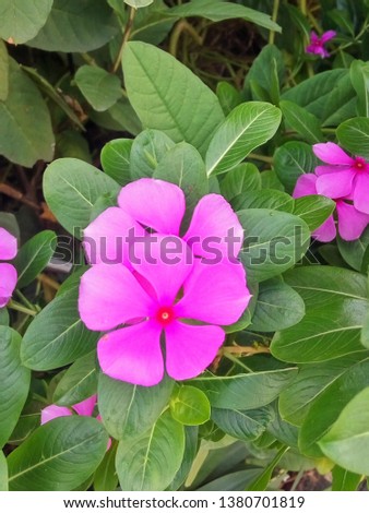 pink vin ca (periwinkle) flowers bloom in the garden in the morning - Pictures