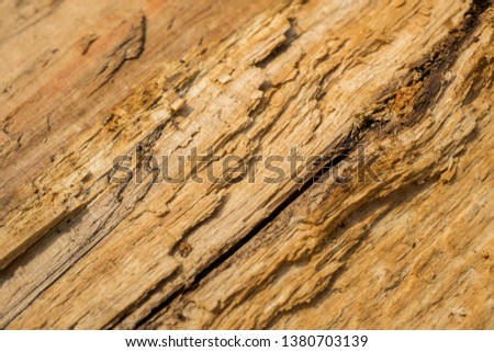 Beautiful old wood pattern. European beech (Fagus sylvatica).