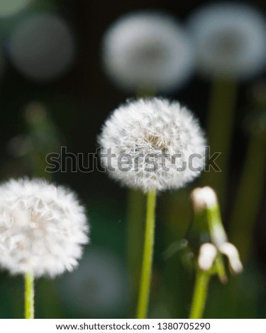 Picture of a Taraxacum and blurry neighbours