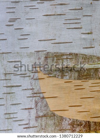 Close up of the pattern on the bark of birch tree