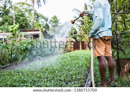 Thai farmer watering vegetable with rubber tube in evening time.