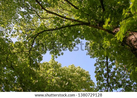 Horse chestnut foliage with flowers beautiful spring nature photo outdoor forest plant