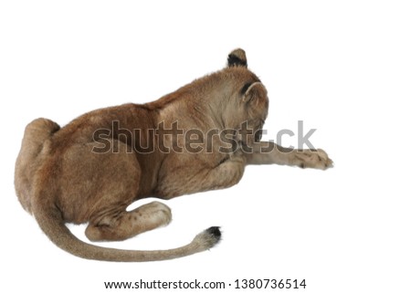 Young lion on white background.