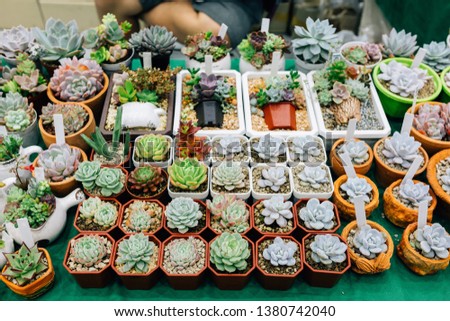 The small Green Cactus