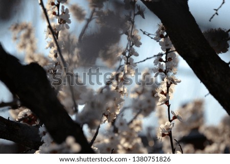 Beautiful flowering cherry tree. Flowers fruit tree closeup. Macro photo. Sunny day