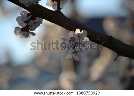 Beautiful flowering cherry tree. Flowers close up. Blue sky sunny day
