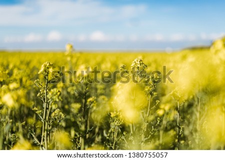 Blooming yellow rapeseed field with blue sky and cloud