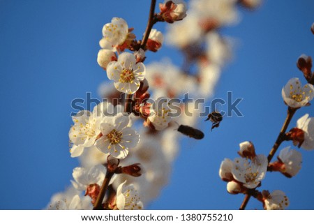 A bee pollinates a flower. Beautiful flowering cherry tree. Macro photo. Blue sky sunny day