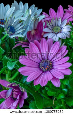 Fine art still life color flower macro of wide open white and pink  african/cape daisy/marguerite blossoms,green leaves,buds on natural background in surrealistic vintage painting style