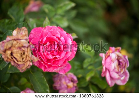 pink roses on a blurred purple background 