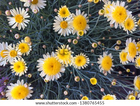 White corn chamomile flowers. background picture for graphic designer. flowers wallpaper, flowers in spring. 
