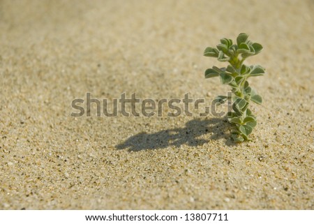 green plant clouse up over sand