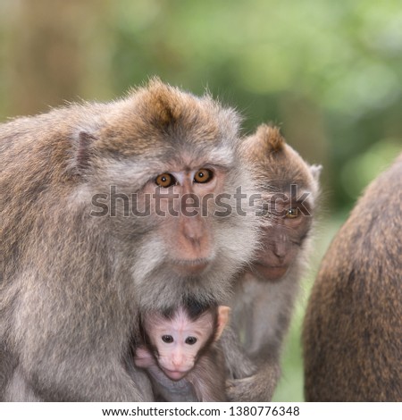 Family monkeys with their babies. Picture taken in Ubud Indonesia