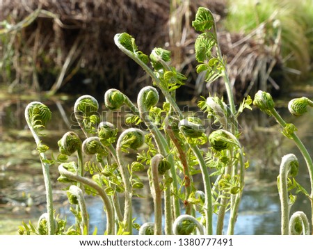 Osmunda regalis, or royal fern, „Purpurascens”  Osmundaceae family. Location: hanover District, Germany